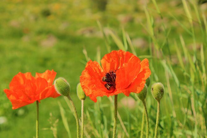 The Great Beauty of Armenia: 7-Day Culture and Cuisine Tour - Amberd Fortress and the History Museum of Armenia: day 6’s “big timeline” day